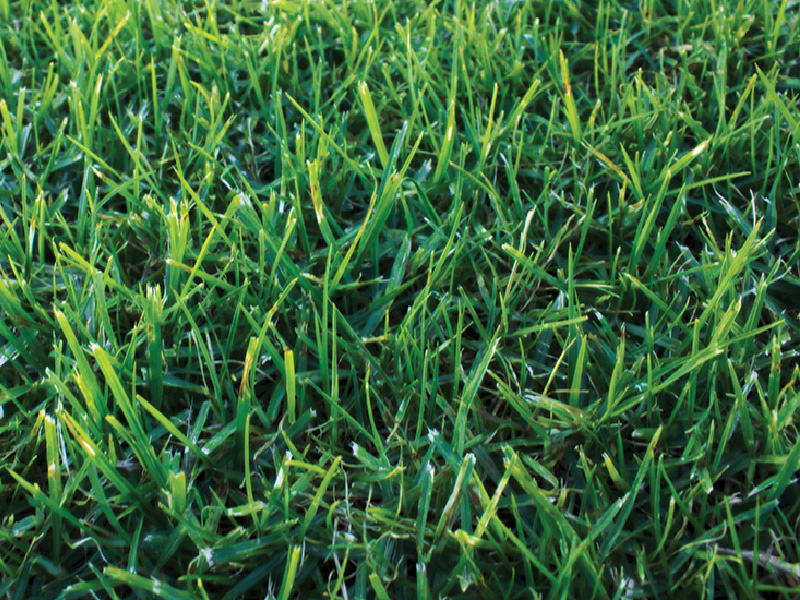 Kikuyu turf on sale