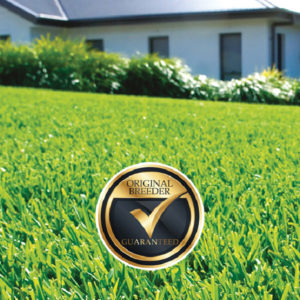 Sir Walter DNA Certified Turf
