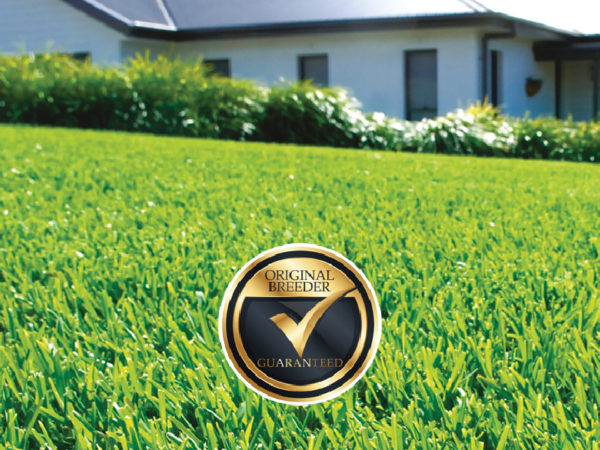 Sir Walter DNA Certified Turf