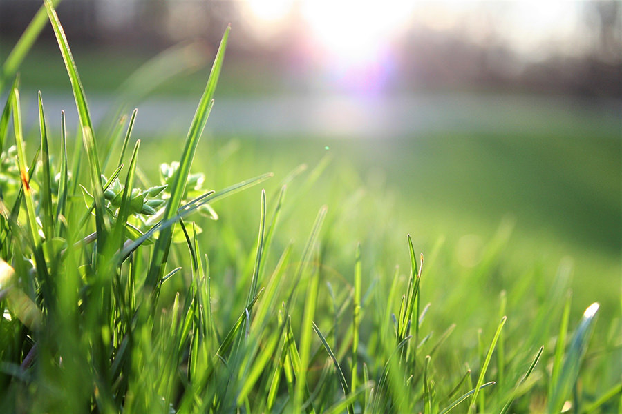 How to get a more drought-tolerant lawn this summer | Horsham Instant Turf