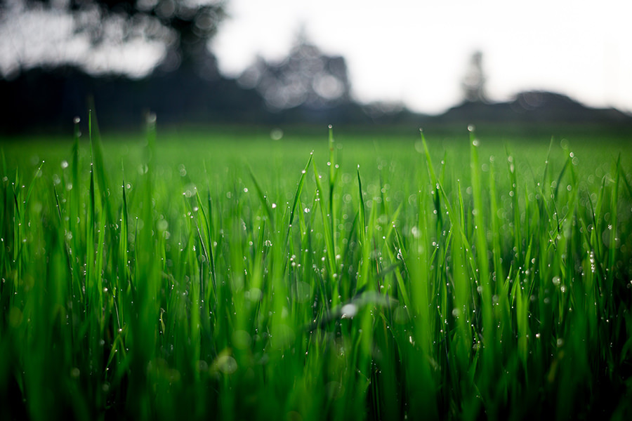How to grow grass to last | Horsham Instant Turf