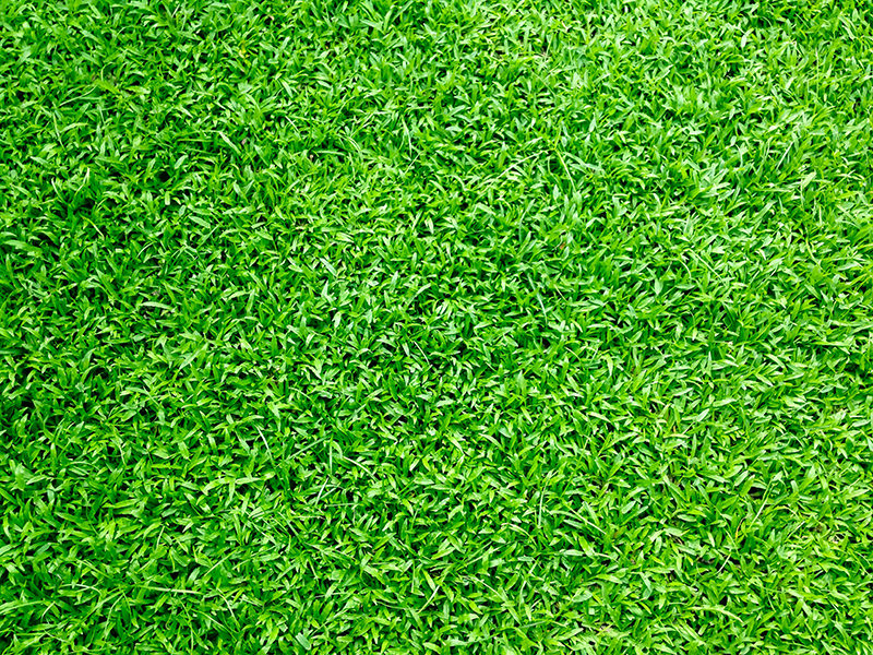 Instant Turf cover image