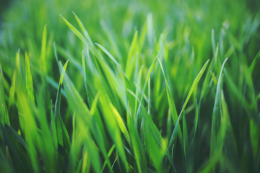 Thick grass shop