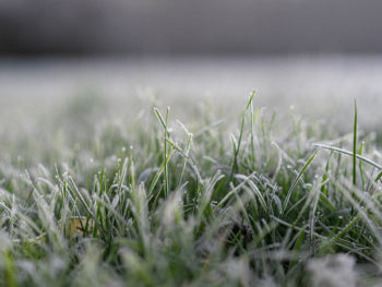 How frost can affect your lawn