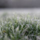 How frost can affect your lawn