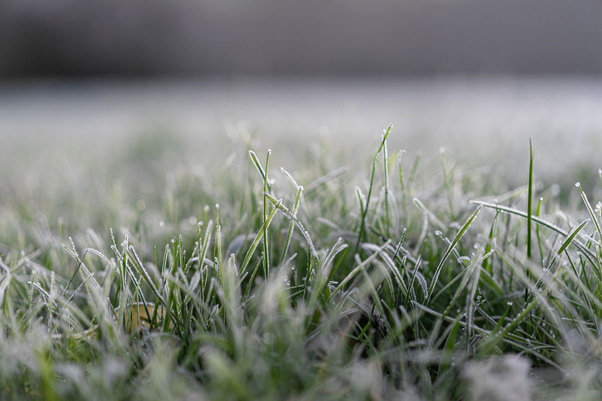 How frost can affect your lawn