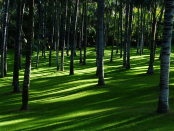 How to grow a lawn in a shaded area